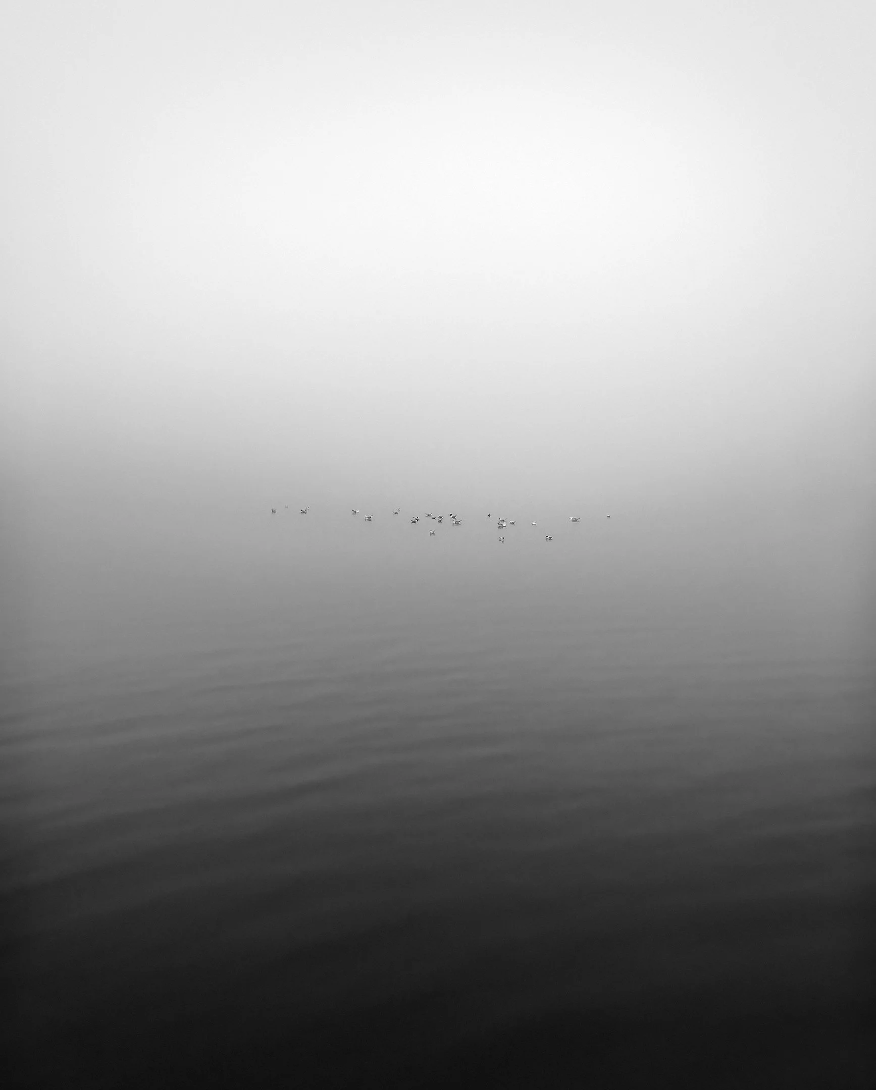 Black White Birds.jpg