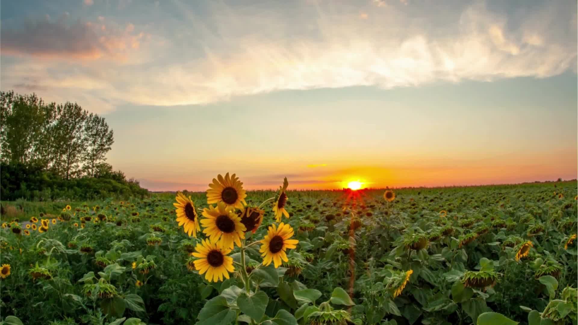 Sunflower Video Frame 1.jpg