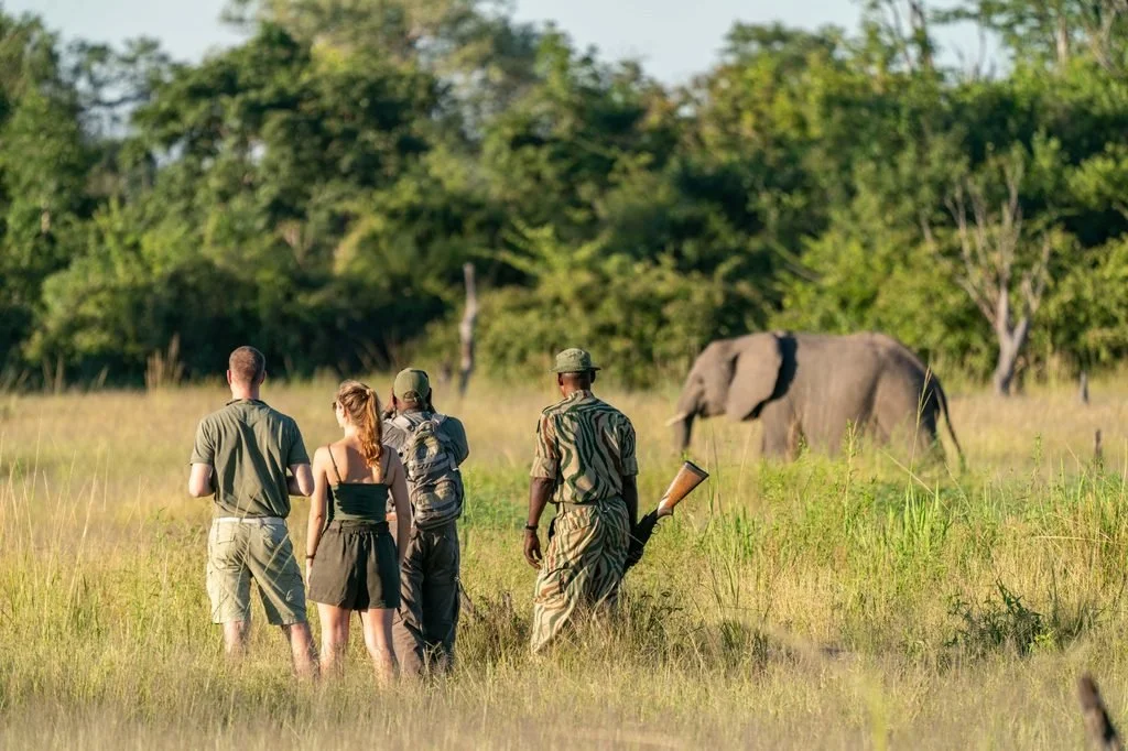 Walking safari group watching an elephant in South Luangwa National Park, Zambia