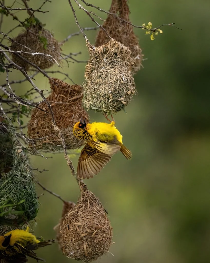 Village weaver hanging upside down beside freshly woven grass nests.