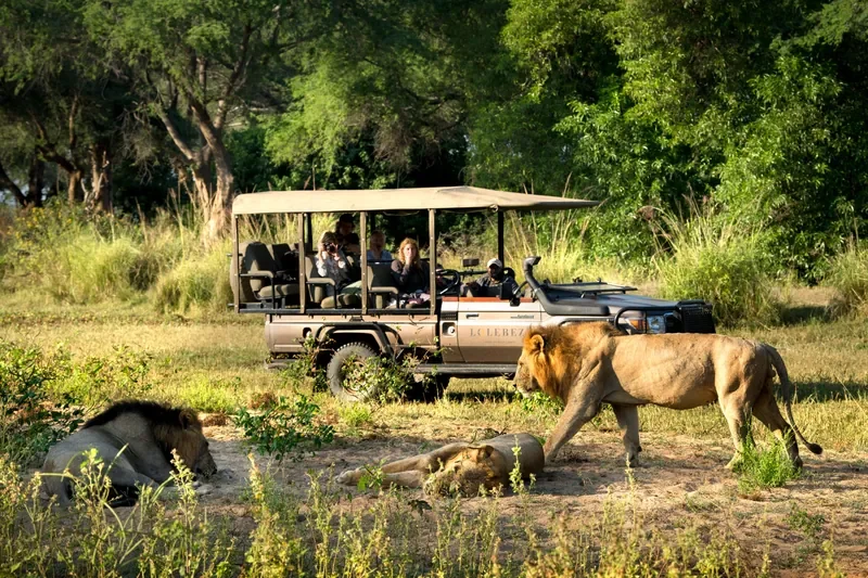 Lion sighting on game drive from Lolebezi Lodge, Lower Zambezi National Park, Zambia safari experience with expert guides, Nomara