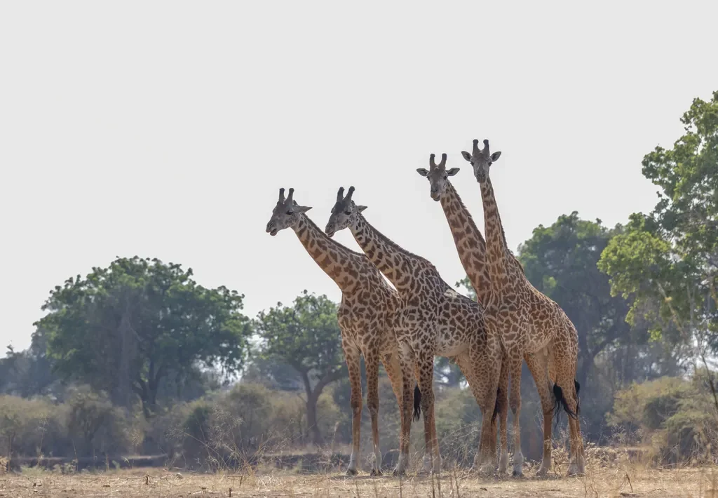 ruaha-national-park-asilia-africa-kokoko-camp-stz-tower-of-giraffe-w1024.webp