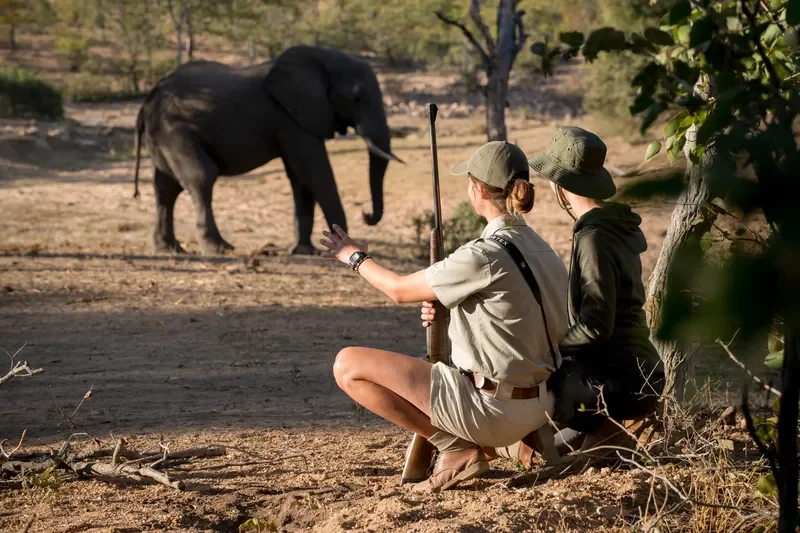 nomara-ngala-south-africa-ngala-safari-lodge-expereinces-walking-andbeyonder-guide-elephant-6-800w.webp