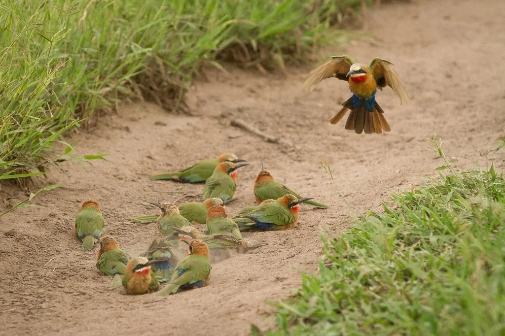White-fronted bee-eaters gathered on a sandy track, with one bird landing above the group.