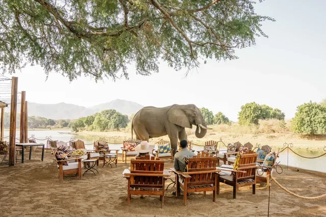 nomara-chongwe-camp-elephant-in-camp-riverfront-640w.webp