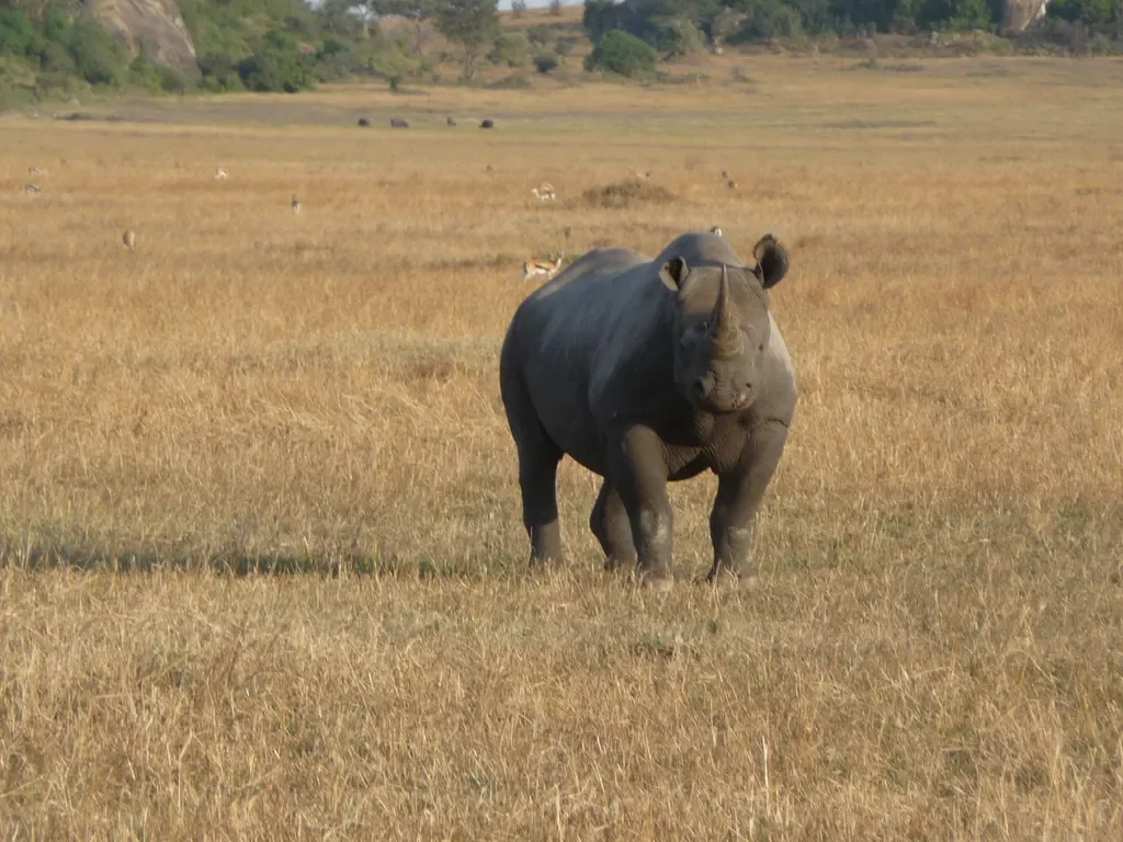 Rare black rhino on the Serengeti plains near Dunia Camp, Tanzania
