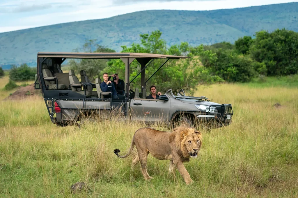 Lion sighting on game drive from Magashi Camp, Akagera National Park Rwanda