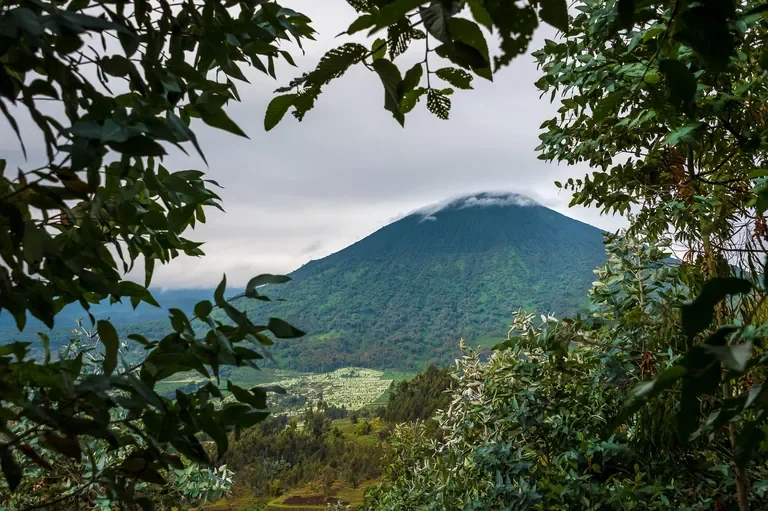 Virunga volcano framed by eucalyptus from Bisate Lodge Rwanda