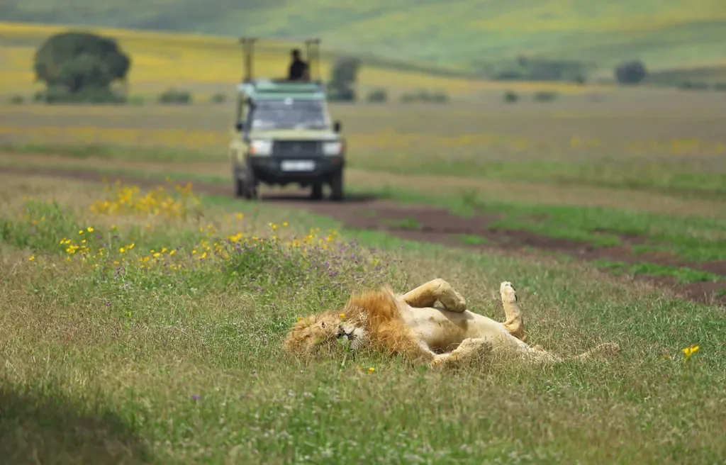 Male lion lounging in the Ngorongoro Crater grasslands on game drive from The Highlands