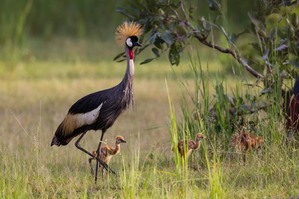 Grey crowned crane with chicks in tall grass in South Luangwa National Park, Zambia