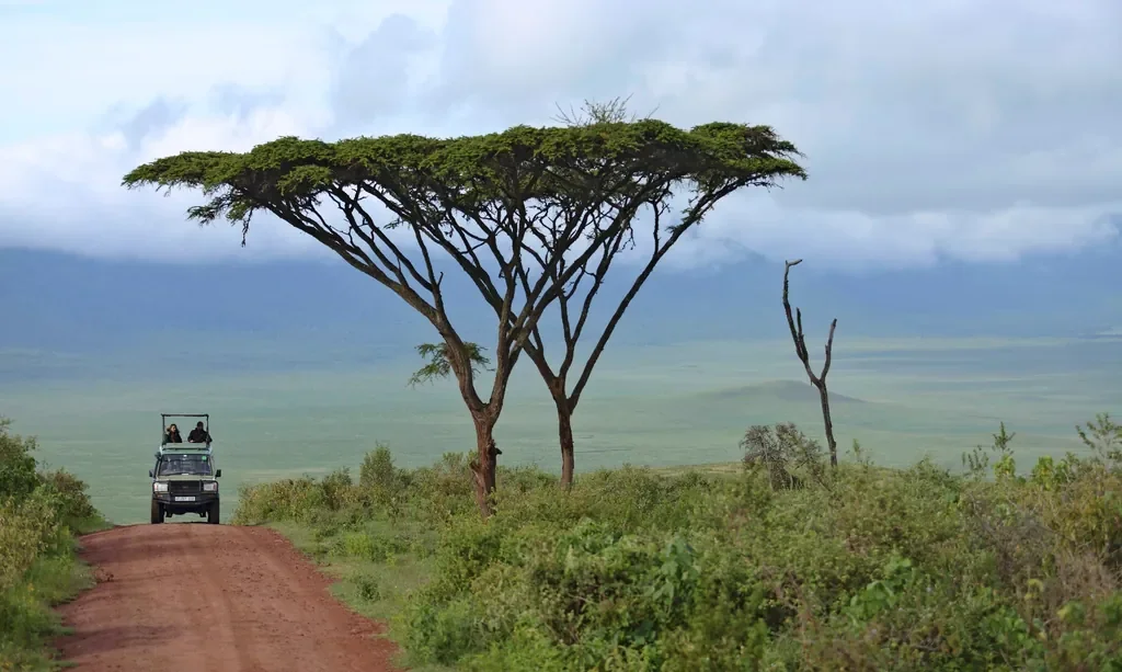 Safari vehicle near the Ngorongoro descent road with iconic flat-topped acacia tree