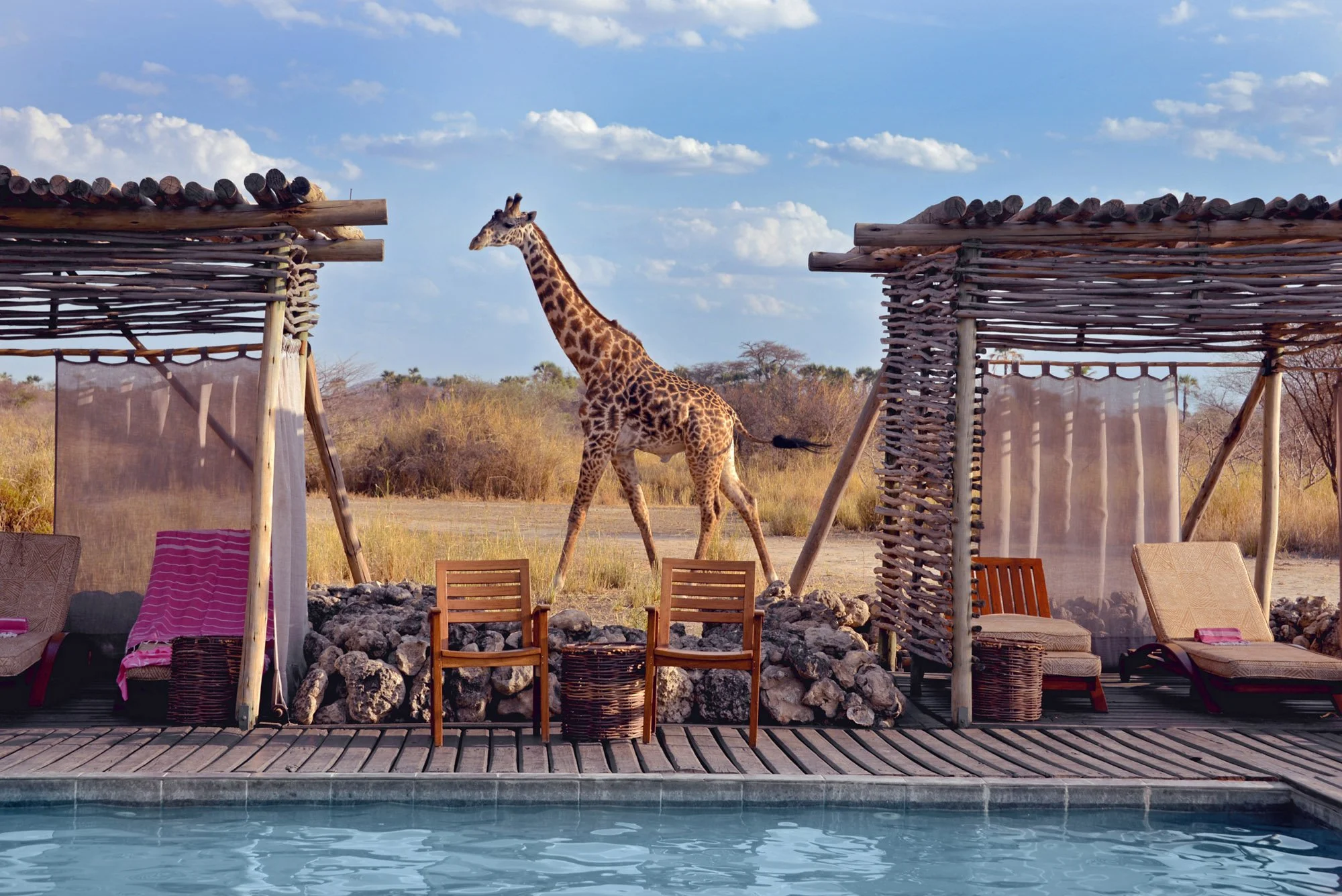 Chem-Chem-Lodge-Safari-Tanzania-Accommodation-Pool-Area-Lounger-Giraffe.jpg