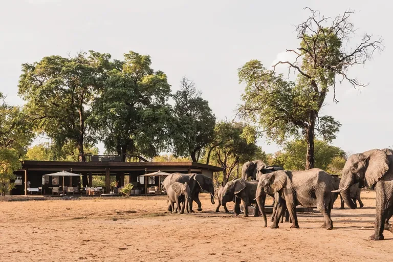 Large elephant herd at Davison's Camp waterhole, Hwange National Park Zimbabwe, lodge in background