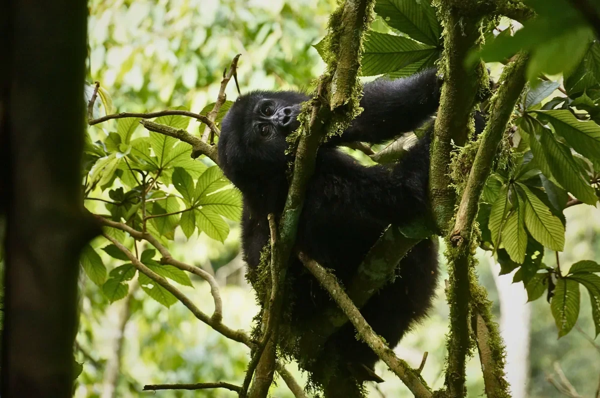 Gorilla Trekking in Uganda, Our Bwindi Encounter&nbsp;
