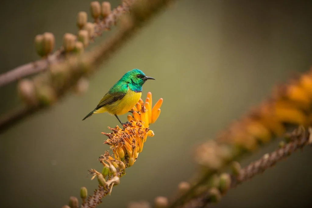 Bright green and yellow sunbird perched on an orange aloe flower against a soft blurred background.