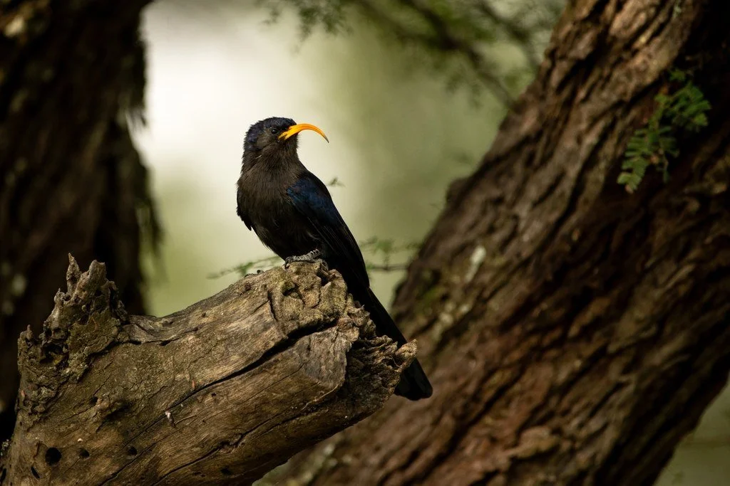Dark forest bird with a long curved yellow bill perched on a fallen tree trunk in woodland.