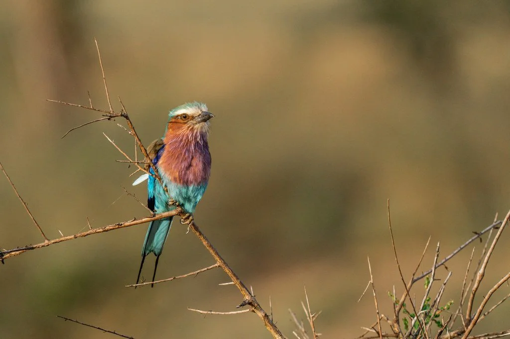 Lilac-breasted roller perched on a thorny branch against a soft golden background.