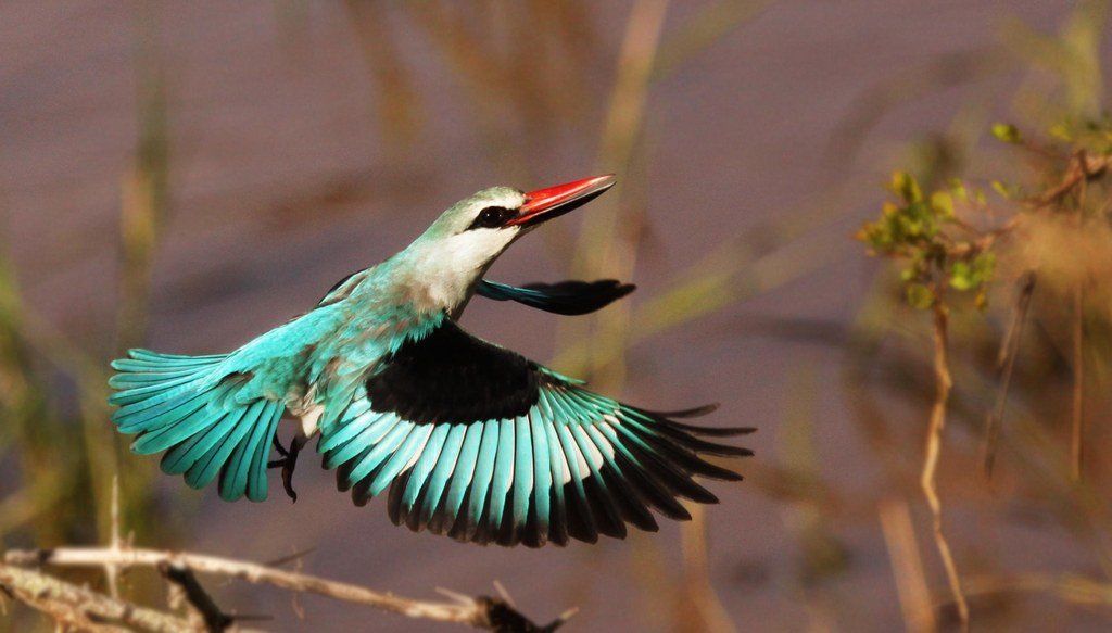 Part I - Birding in Africa: Discover Birding in Eastern and Southern Africa