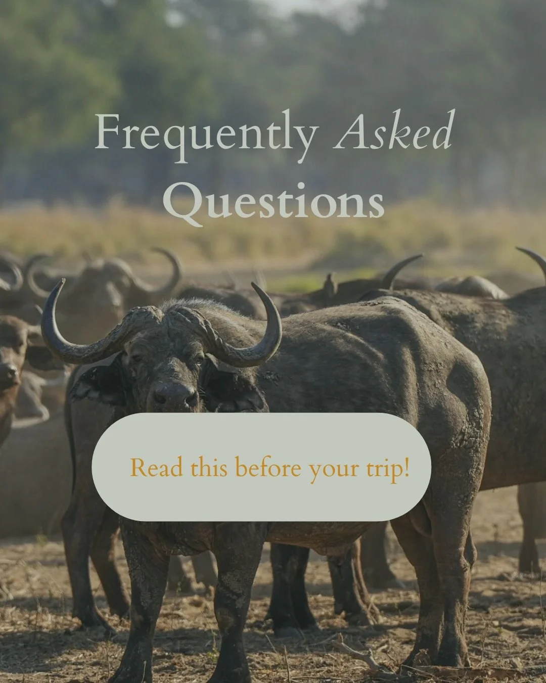95% of travelers have the same questions before their safari. We&rsquo;ve put together the answers to the questions we get asked most often, all in one place.

Save this post for future reference. 🐘🌍

Still have questions? We&rsquo;d love to help. 
