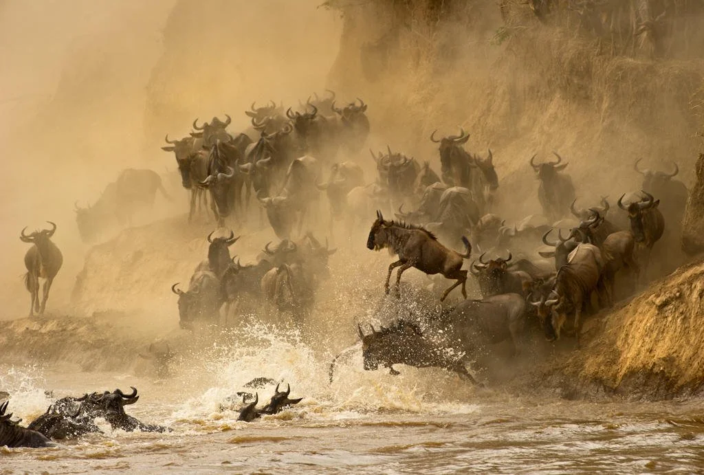The Great Migration, Month by Month: A Year in Motion&nbsp;