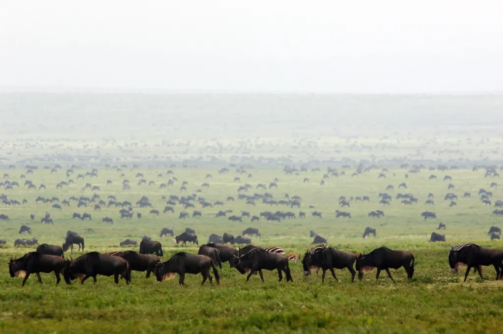 Great Migration wildebeest herds across the central Serengeti near Dunia Camp