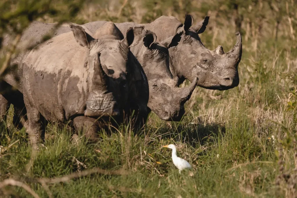 White rhinos with cattle egret on the Magashi concession, Akagera National Park Rwanda