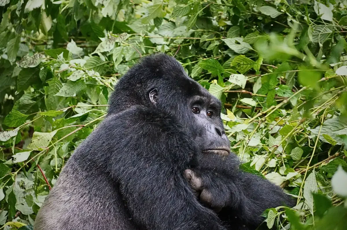 Close-up portrait of a silverback mountain gorilla in Bwindi Impenetrable National Park, Uganda