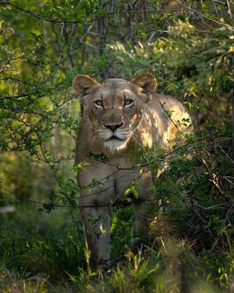 Lioness close up in riverine thicket near Lion Sands Narina Lodge, Greater Kruger South Africa