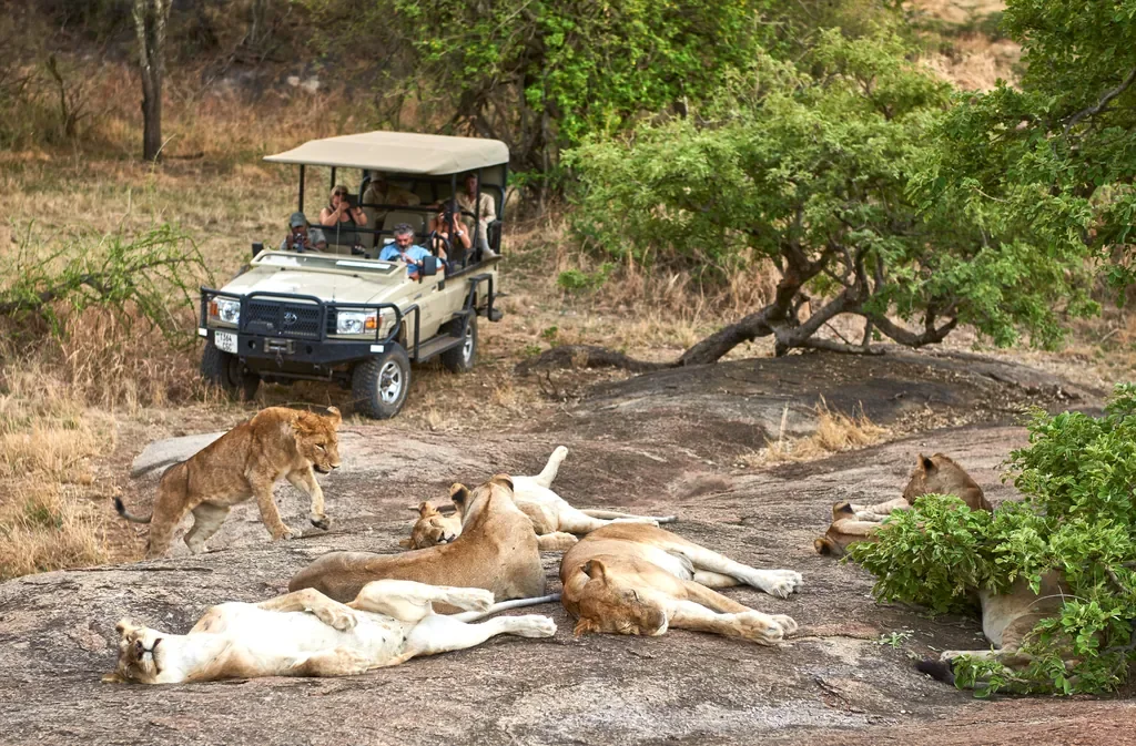Mwiba Lodge game drive, pride of lions relaxing on a rocky outcrop