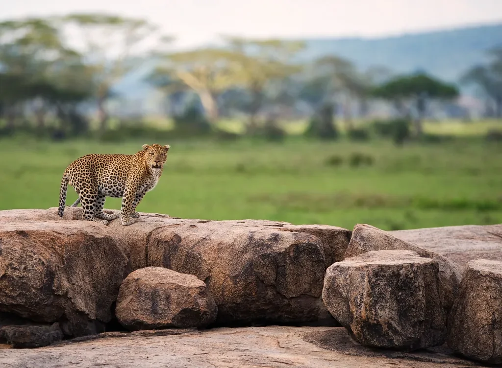 Leopard standing on Serengeti kopjes near Dunia Camp, Tanzania