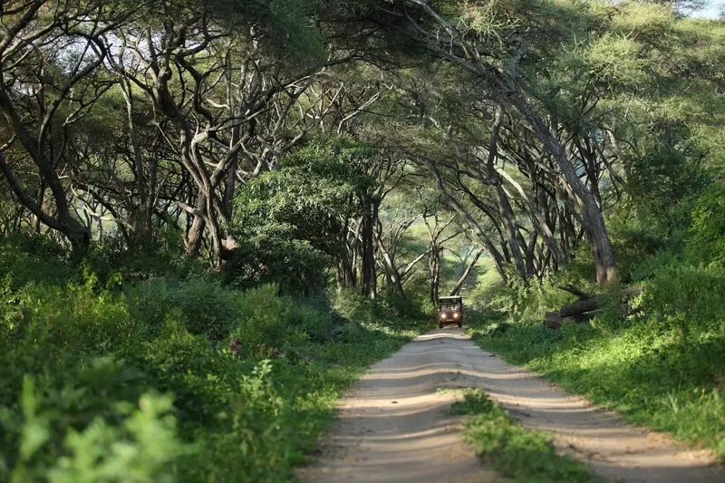 Lake Manyara Tree Lodge, Tanzania – game drive beneath acacia tree canopies in Lake Manyara National Park