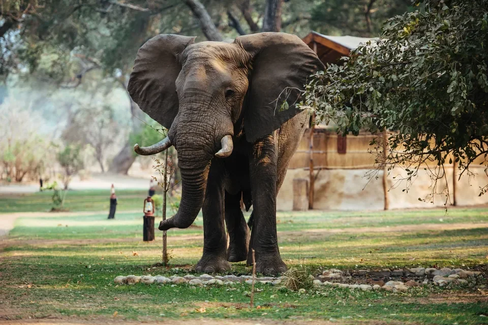 Elephant standing in the camp clearing beside a tent at Chongwe Camp, Lower Zambezi National Park, Zambia