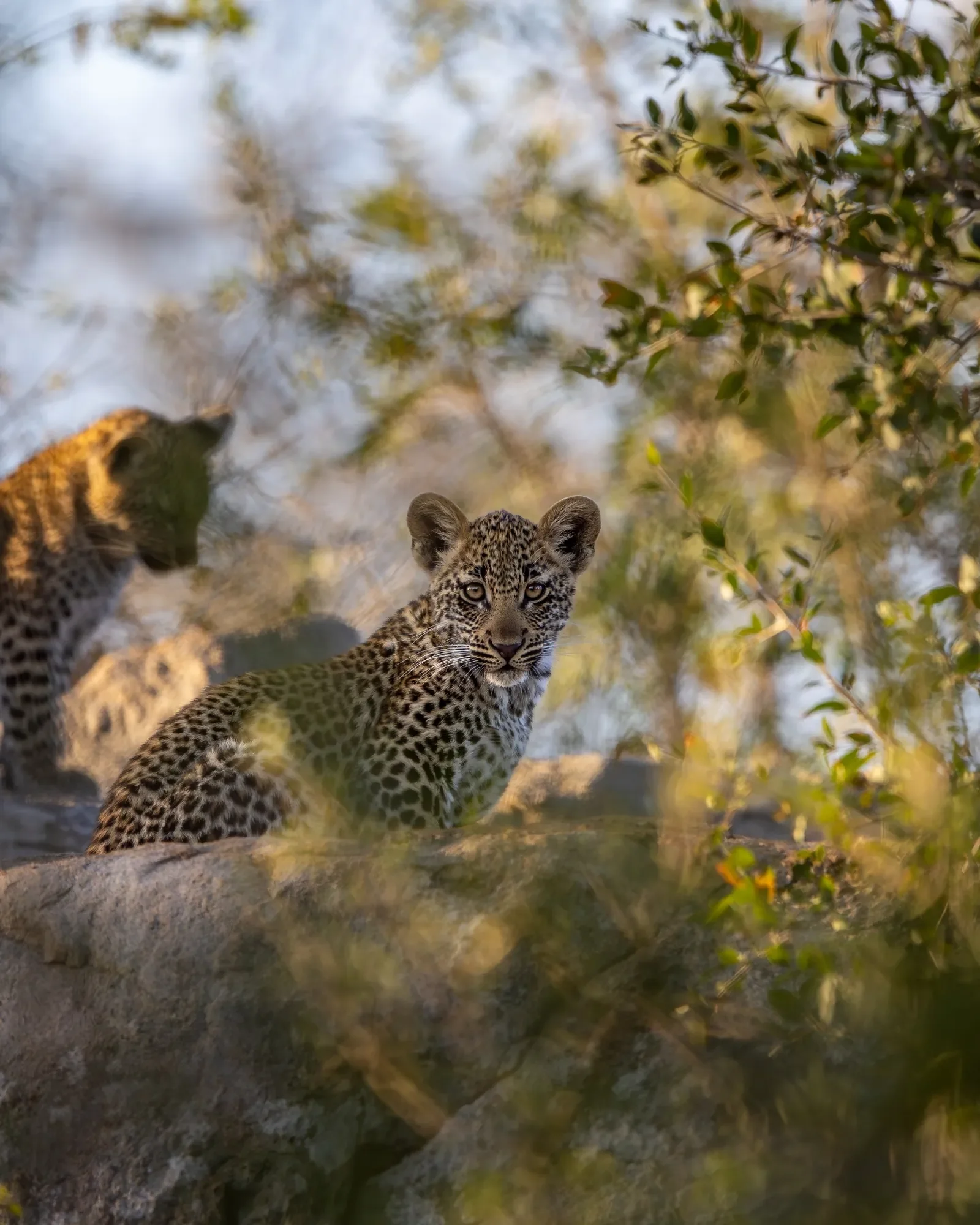 Lion Sands Game Reserve