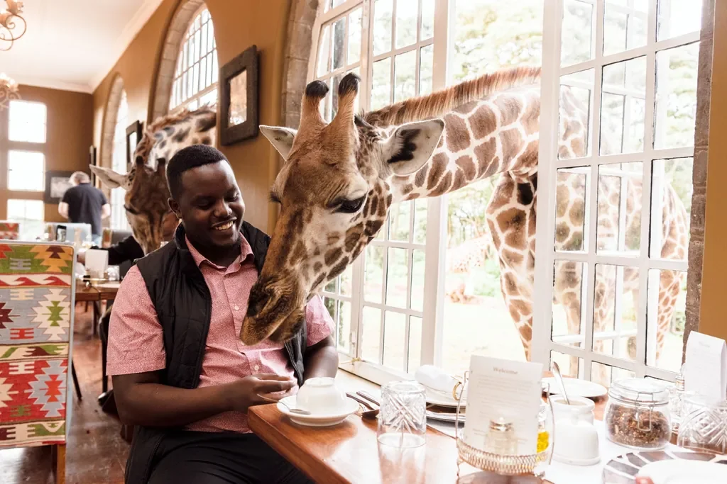 Giraffe waiting at the arched dining room window for pellets at Giraffe Manor Nairobi Kenya
