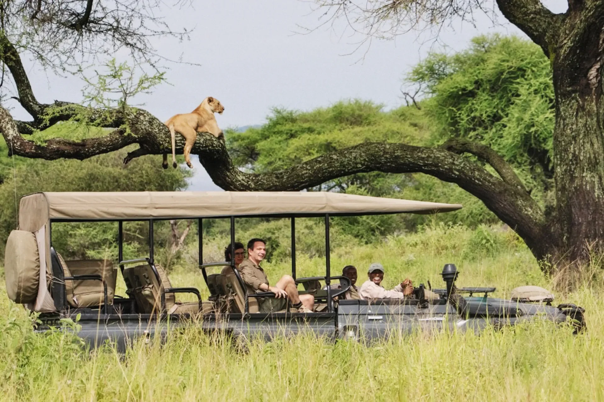 Game drive beneath a tree climbing lion near Little Chem Chem, Tarangire Manyara wildlife corridor, Tanzania