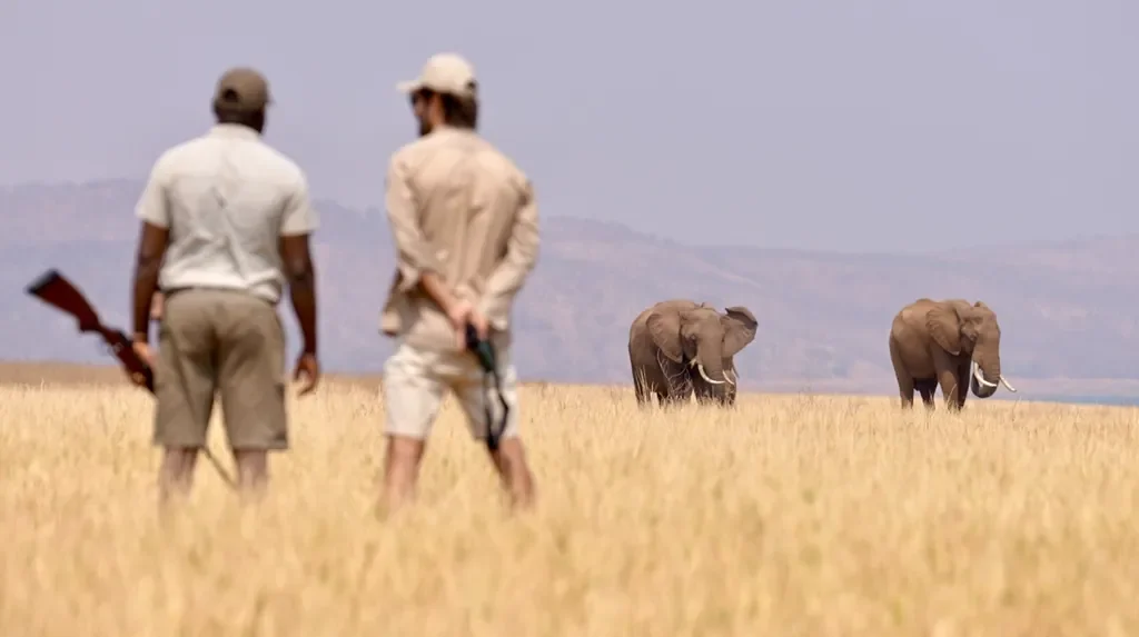 Guided walking safari with elephants on the floodplains near Bumi Hills Safari Lodge, Lake Kariba, Zimbabwe