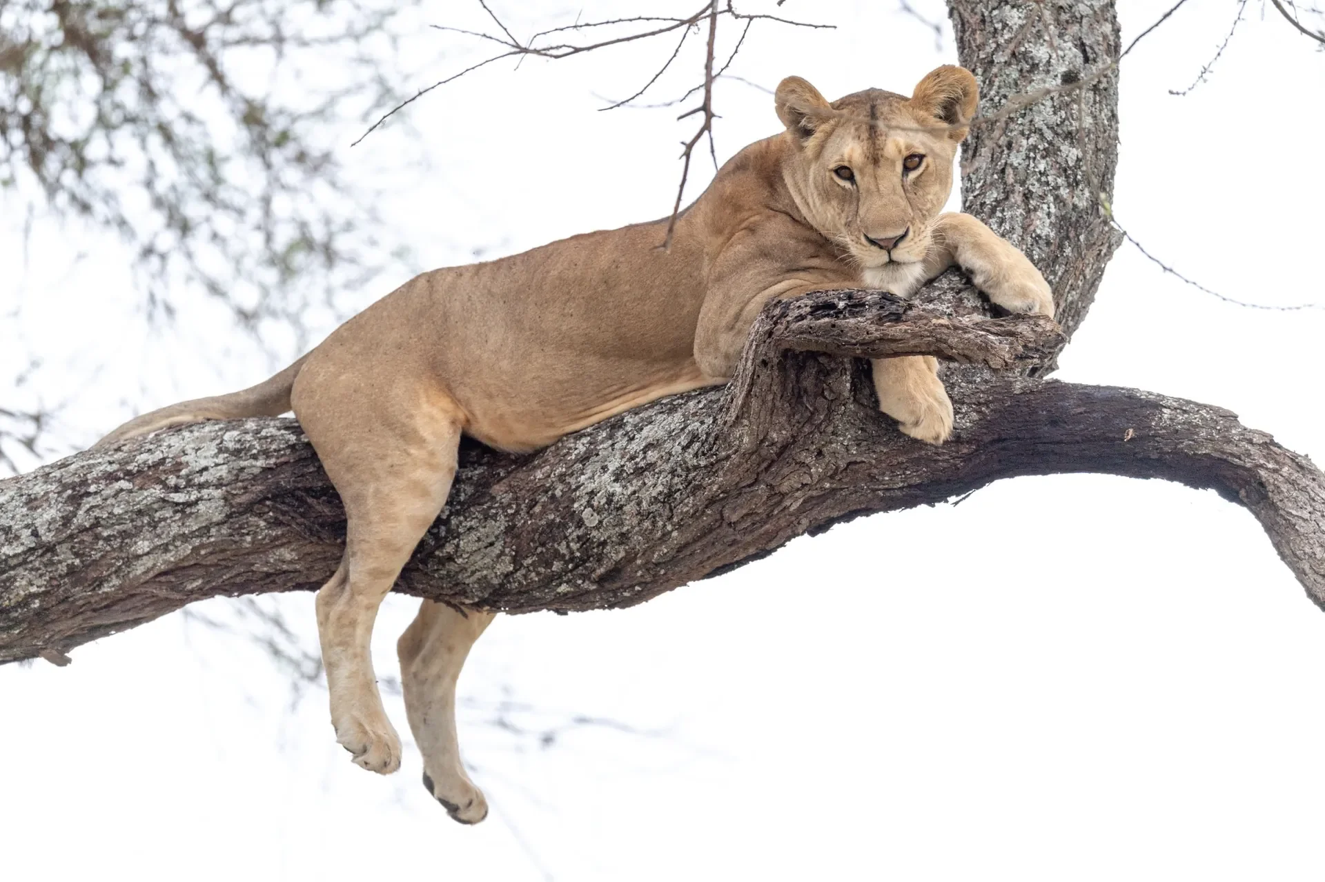 Tarangire National Park