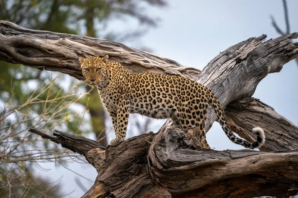 Leopard standing on a deadwood branch in the Linyanti Wildlife Reserve, DumaTau private concession, Botswana.