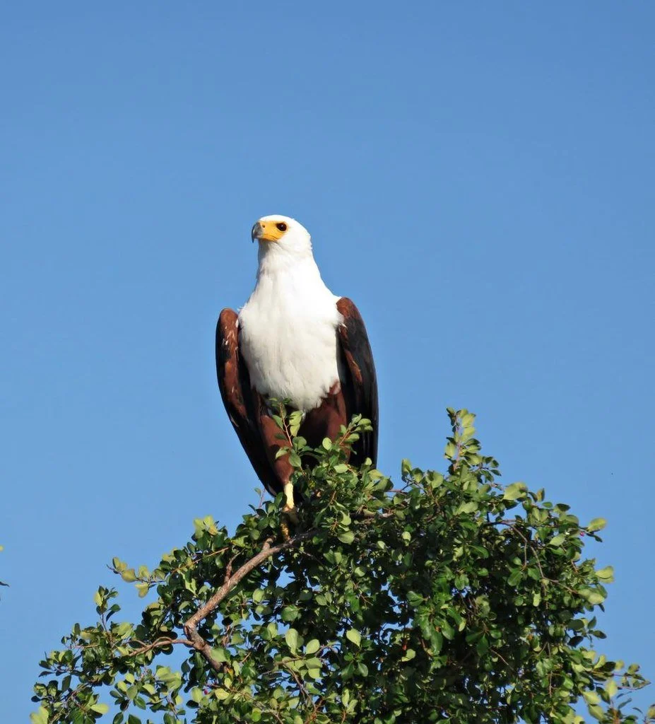 African fish eagle perched high in a green tree against a clear blue sky.
