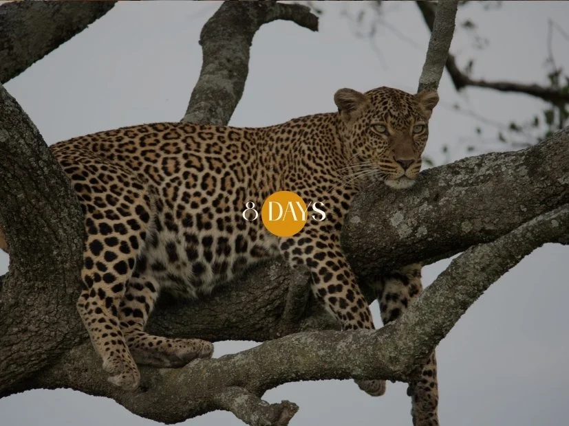Kenya Legends of the Land: From Samburu to the Mara