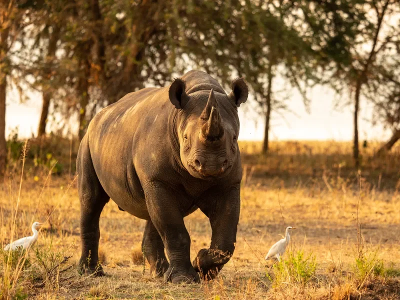 nomara-akagera-rwanda-eastern-black-rhino-w800.webp