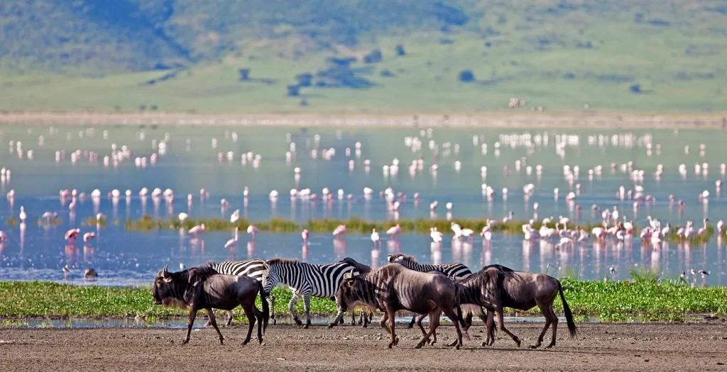 Wildebeest and zebra crossing in front of flamingo-filled lake in Ngorongoro Crater