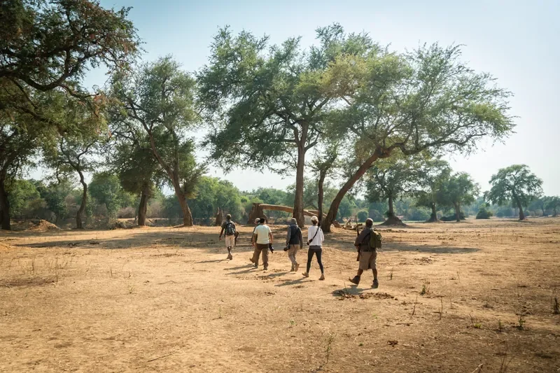 Guided walking safari under albida trees, Nyamatusi Mahogany, Mana Pools, Zimbabwe