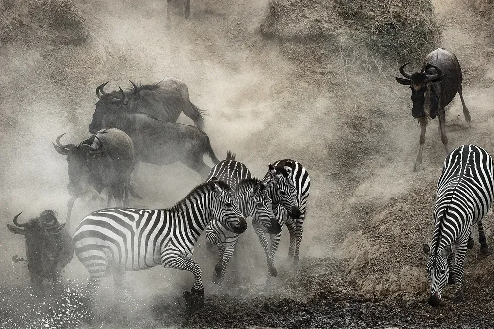 Zebra picking a path down a dusty bank amid wildebeest during a migration river crossing