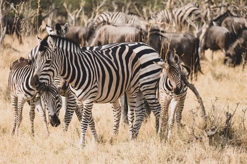 Zebra herd with a foal in the Linyanti, Botswana on a game drive from Linyanti Bush Camp