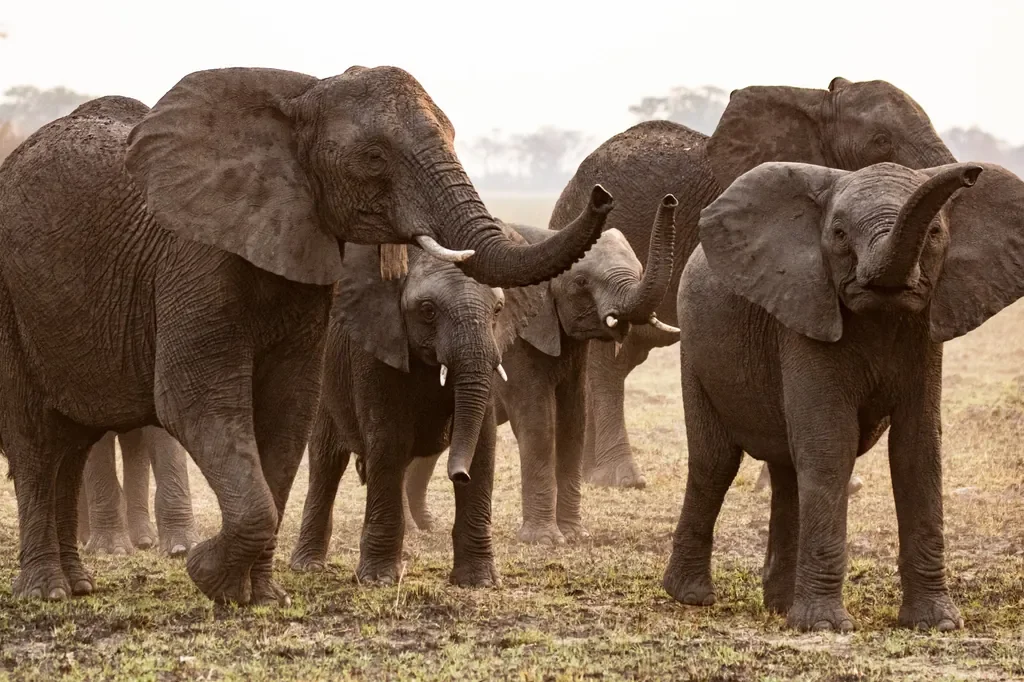 Elephant herd crossing the Busanga Plains, Kafue National Park Zambia safari
