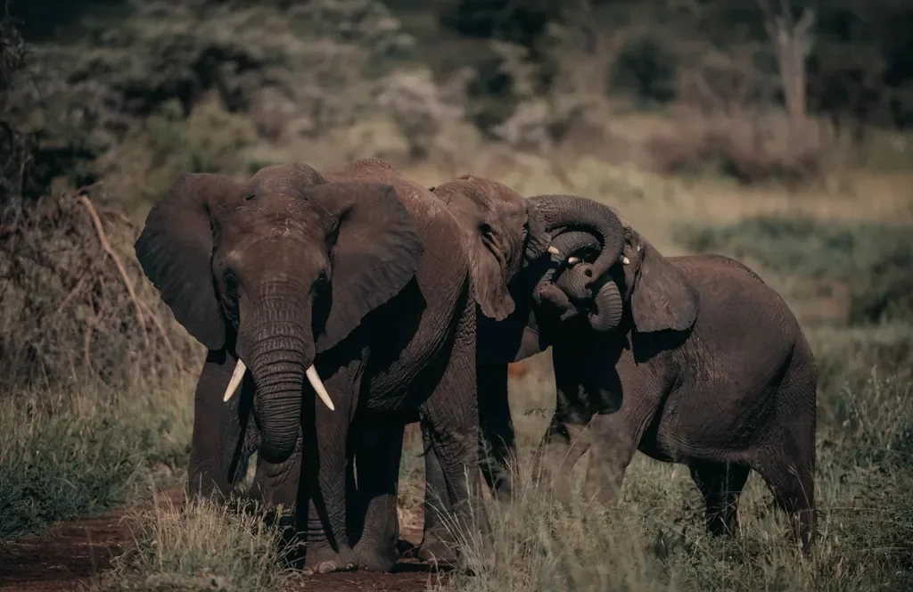 Elephants interacting in central Serengeti near Usawa mobile camp during the Great Migration season