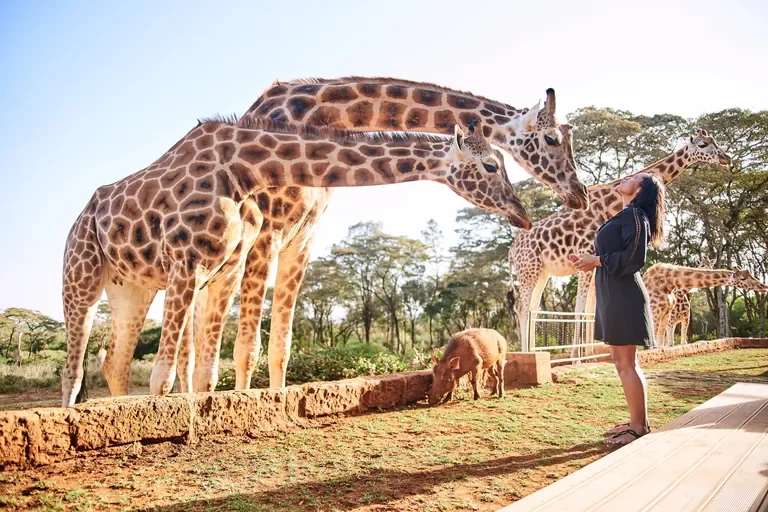 Guest experience at Giraffe Manor with Rothschild’s giraffes during afternoon tea in Nairobi Kenya