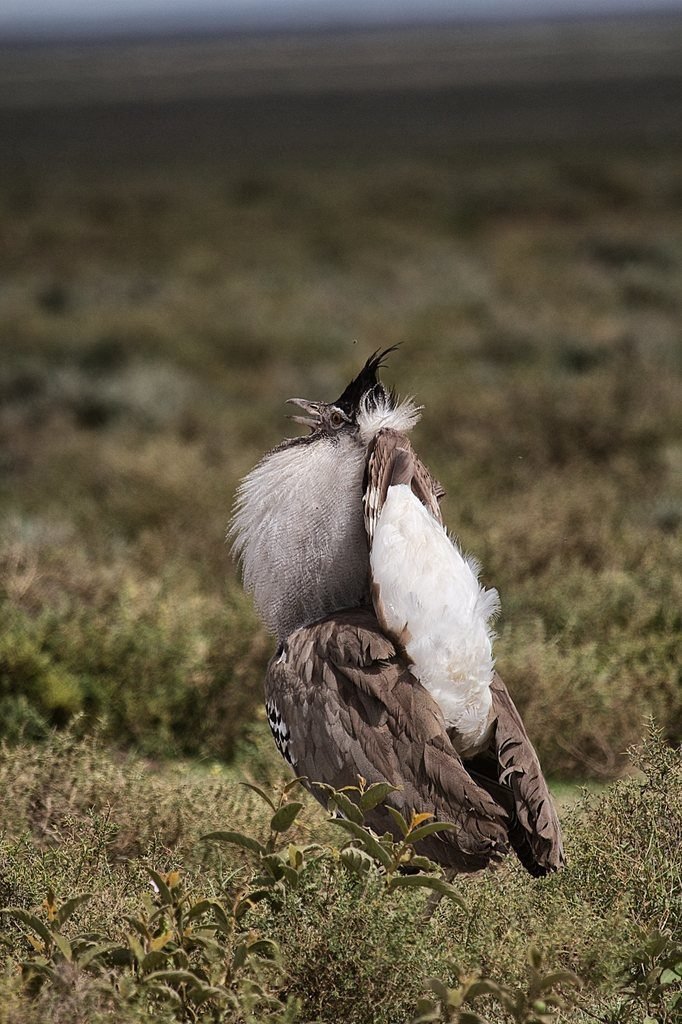 Male kori bustard in breeding display with an inflated white throat pouch in open grassland.