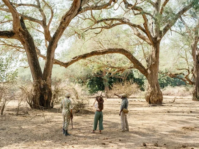 Walking safari beneath winterthorn trees with ranger and scout from Chongwe Camp, Lower Zambezi National Park, Zambia
